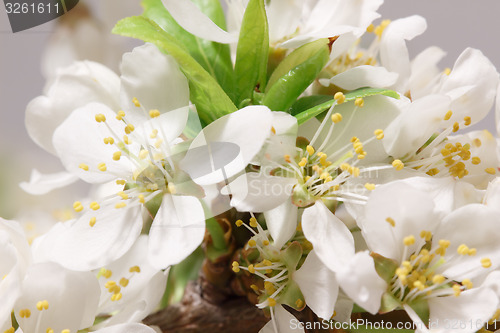 Image of Spring flowering