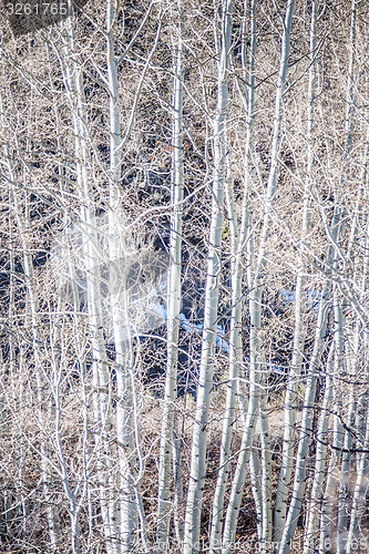 Image of birch tree forest in mountains