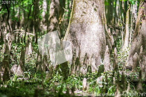 Image of cypress forest and swamp of Congaree National Park in South Caro