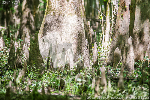 Image of cypress forest and swamp of Congaree National Park in South Caro