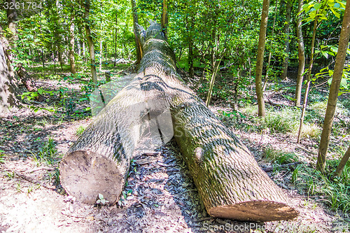 Image of cypress forest and swamp of Congaree National Park in South Caro