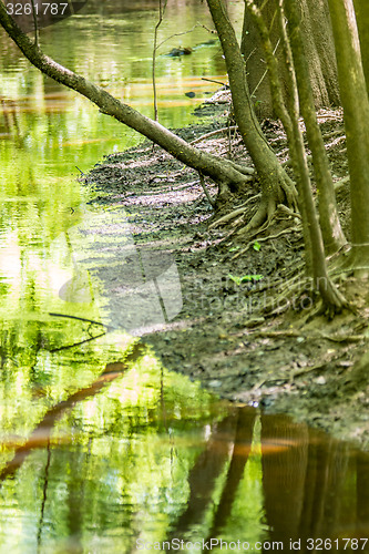 Image of cypress forest and swamp of Congaree National Park in South Caro