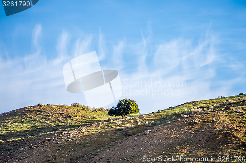 Image of lone tree on mountain hills with blue sky