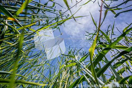 Image of looking up at blue sky and grass in foreground