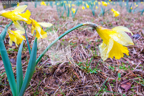 Image of Beautiful yellow daffodils Narcissus