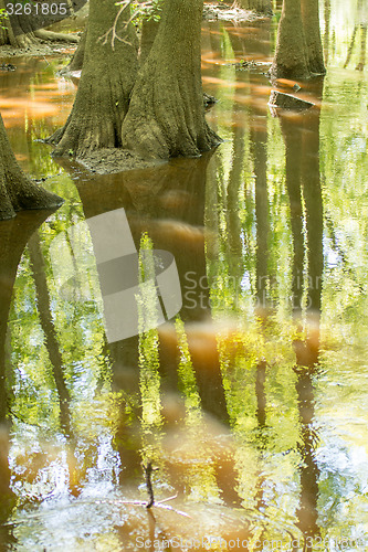 Image of cypress forest and swamp of Congaree National Park in South Caro