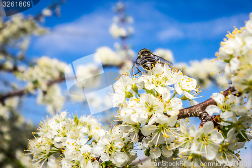 Image of white cherry blossoms blooming in spring