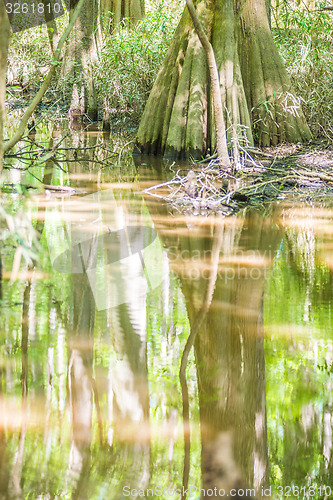 Image of cypress forest and swamp of Congaree National Park in South Caro