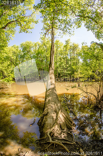 Image of cypress forest and swamp of Congaree National Park in South Caro