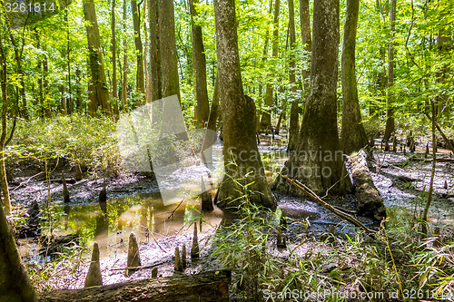 Image of cypress forest and swamp of Congaree National Park in South Caro