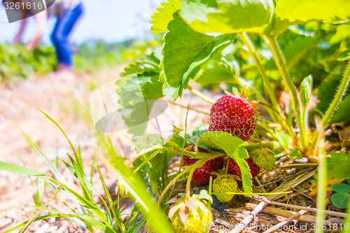 Image of Strawberry fruits on the branch in the planting strawberry