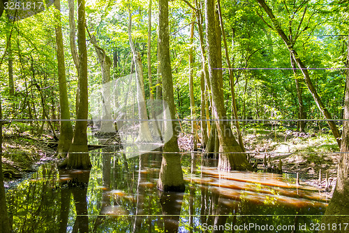 Image of cypress forest and swamp of Congaree National Park in South Caro