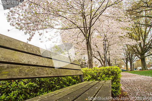 Image of spring in the park with benches and sidewalk
