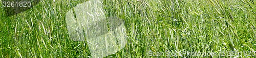 Image of green grass wheat closeup panorama 