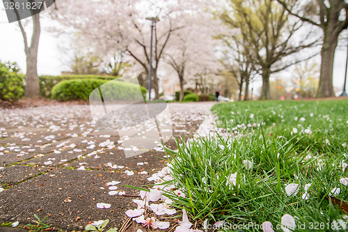 Image of spring in the park with benches and sidewalk