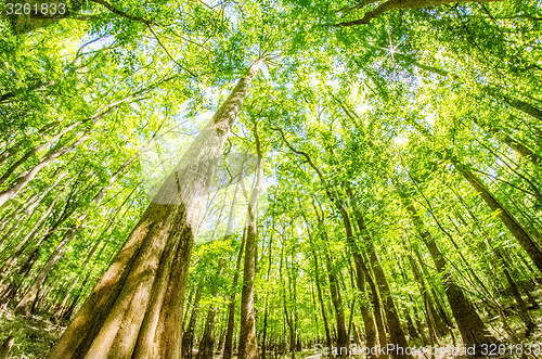 Image of cypress forest and swamp of Congaree National Park in South Caro