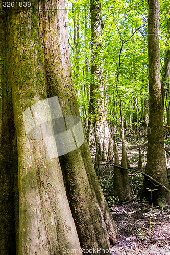 Image of cypress forest and swamp of Congaree National Park in South Caro