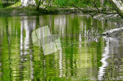 Image of cypress forest and swamp of Congaree National Park in South Caro