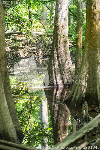 Image of cypress forest and swamp of Congaree National Park in South Caro