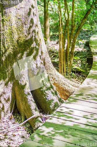 Image of cypress forest and swamp of Congaree National Park in South Caro