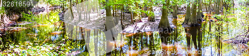 Image of cypress forest and swamp of Congaree National Park in South Caro