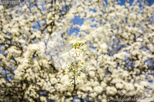 Image of white cherry blossoms blooming in spring