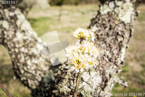 Image of white cherry blossoms blooming in spring