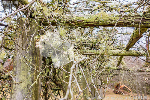 Image of old vines in mountain vineyard with moss growing