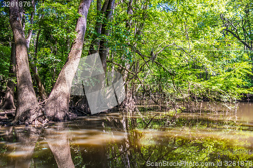 Image of cypress forest and swamp of Congaree National Park in South Caro