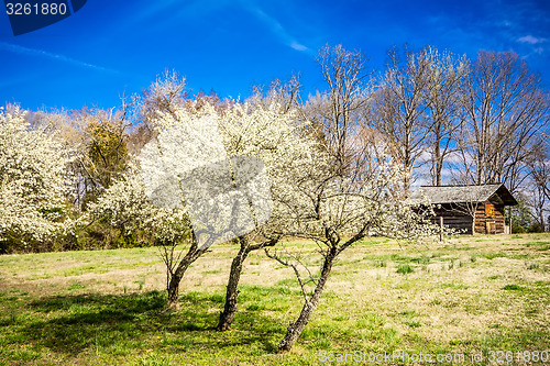 Image of white cherry blossoms blooming in spring