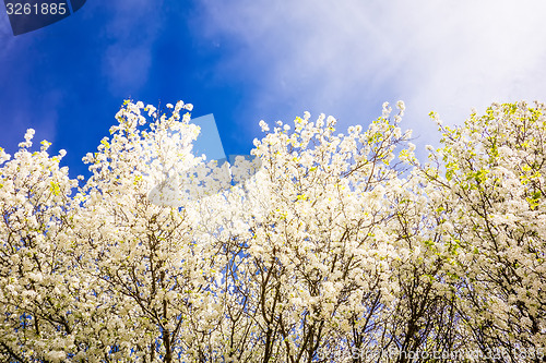 Image of white cherry blossoms blooming in spring