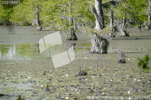 Image of cypress forest and swamp of Congaree National Park in South Caro