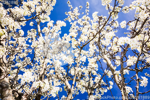 Image of white cherry blossoms blooming in spring