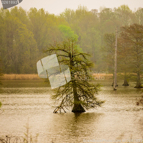 Image of tall old trees in the middle of lake in fog