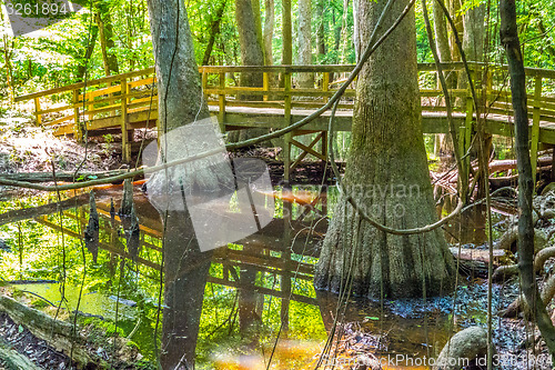 Image of cypress forest and swamp of Congaree National Park in South Caro