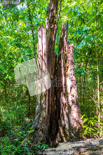 Image of cypress forest and swamp of Congaree National Park in South Caro