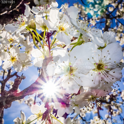 Image of white cherry blossoms blooming in spring