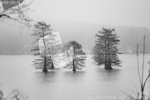 Image of tall old trees in the middle of lake in fog