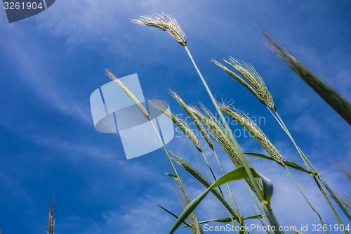 Image of looking up at blue sky and grass in foreground