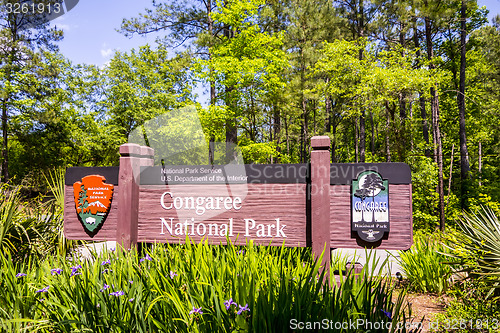 Image of cypress forest and swamp of Congaree National Park in South Caro