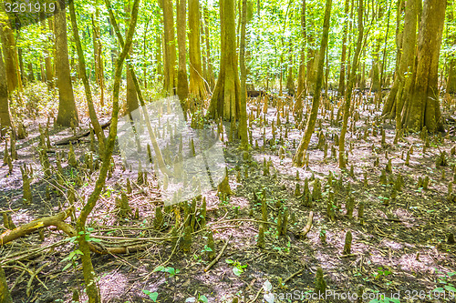 Image of cypress forest and swamp of Congaree National Park in South Caro