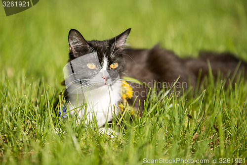 Image of   black cat playing on green grass lawn