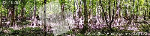 Image of cypress forest and swamp of Congaree National Park in South Caro