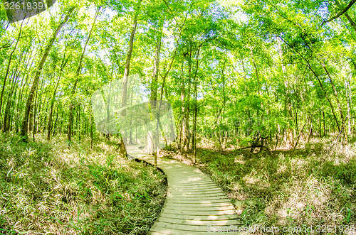 Image of cypress forest and swamp of Congaree National Park in South Caro