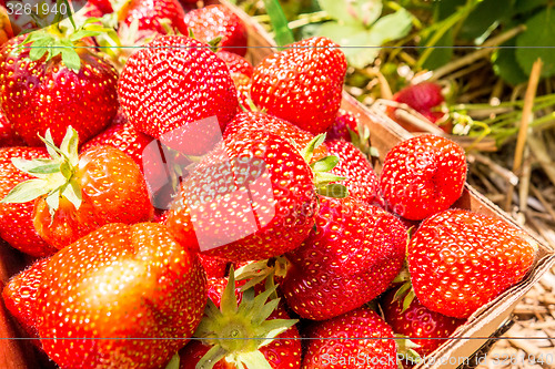 Image of strawberries in natural background