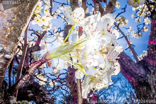 Image of white cherry blossoms blooming in spring