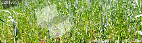 Image of green grass wheat closeup panorama 