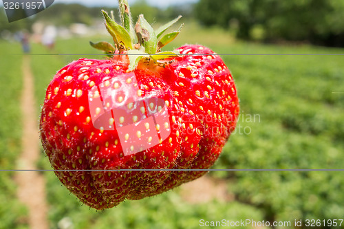 Image of Close up shot strawberry with planting strawberry background