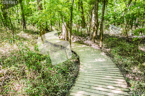 Image of cypress forest and swamp of Congaree National Park in South Caro