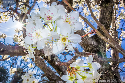 Image of white cherry blossoms blooming in spring